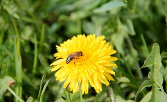 Отдых на пчелиных ульях и полезные свойства меда