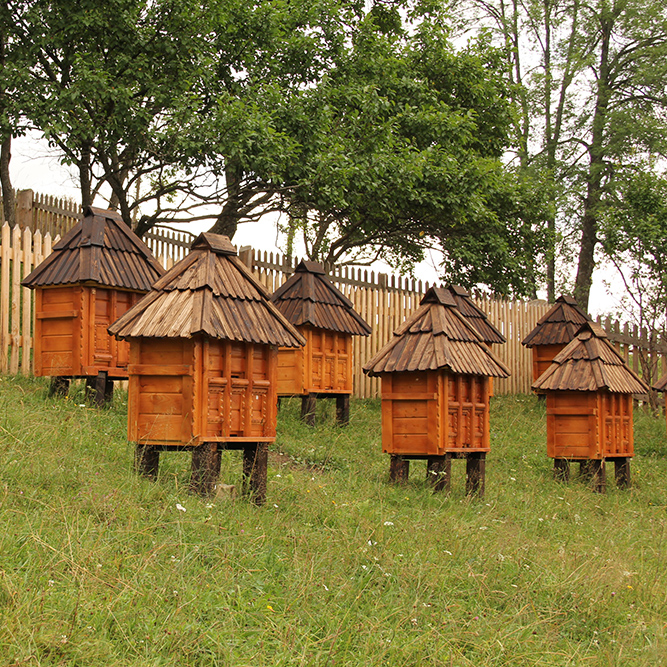 Сон на ульях: как пчелиное спа стало новым трендом экотуризма